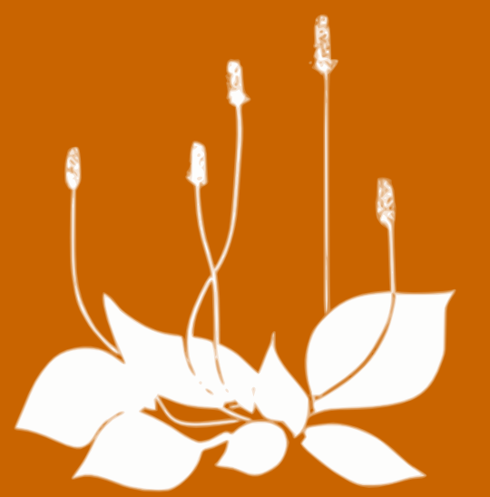 plantain vectoris�